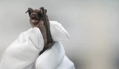 Bats Plunge to Ground in Cold Saved by Incubators and Fluids